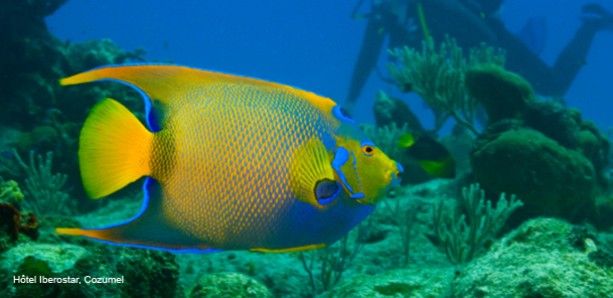 Cozumel